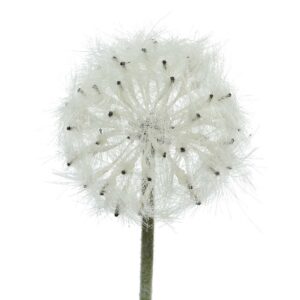 ΛΟΥΛΟΥΔΙ 50CM Beauty Home - Image 1
